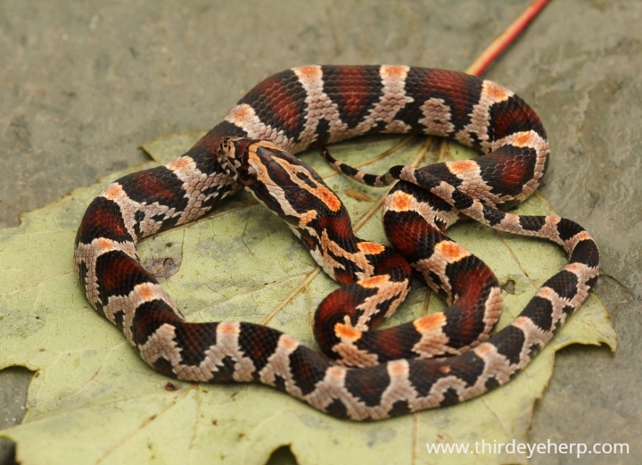 Okeetee Corn Snake